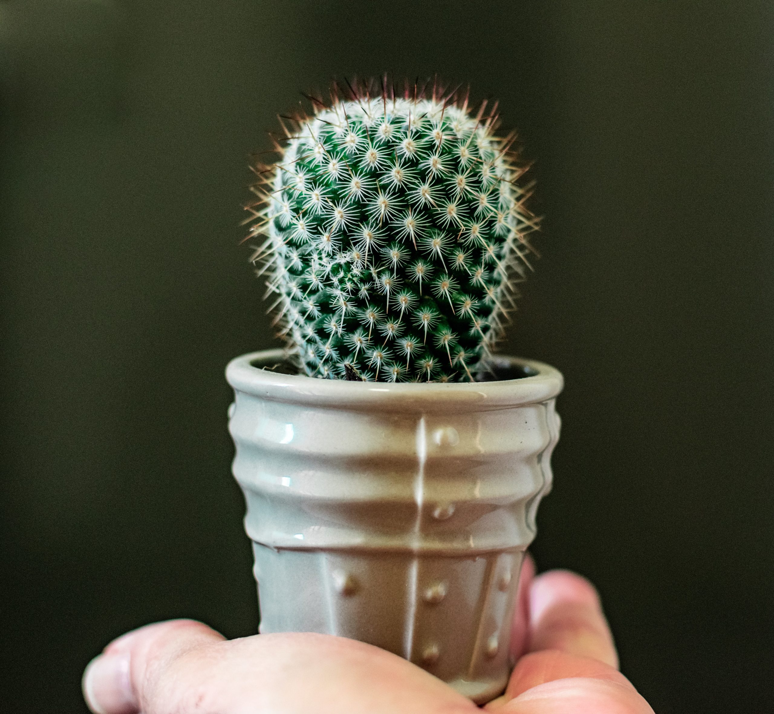 blur-cactus-cactus-plant-1869107 | Ladrona de frases