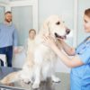 Cómo me convertí en veterinaria